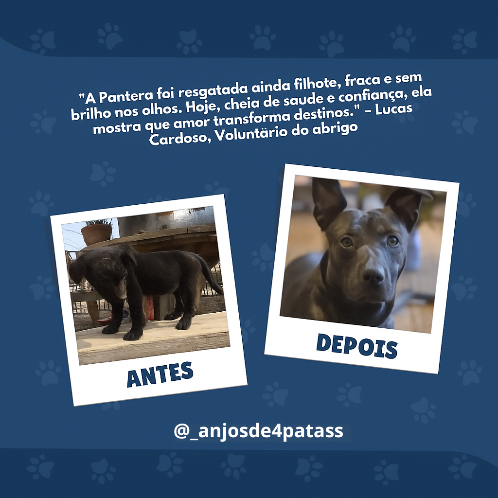 Anjos de 4 Patas